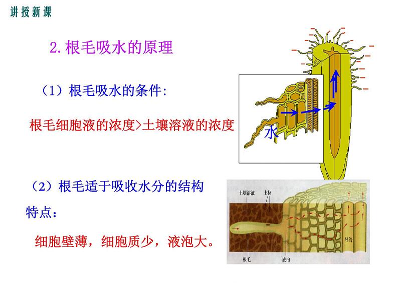 3.5.3  吸收作用 +课件08