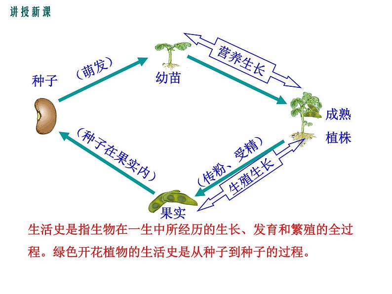 3.6.1  种子萌发形成幼苗+课件06