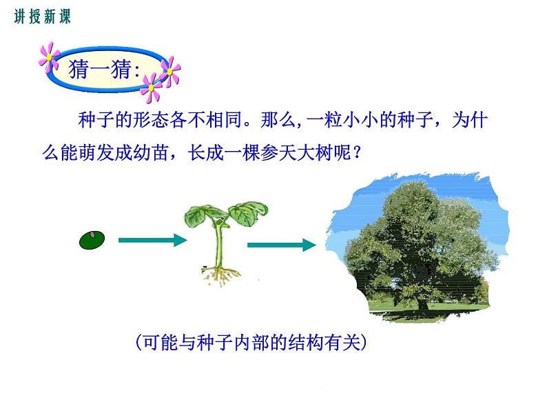 3.6.1  种子萌发形成幼苗+课件08