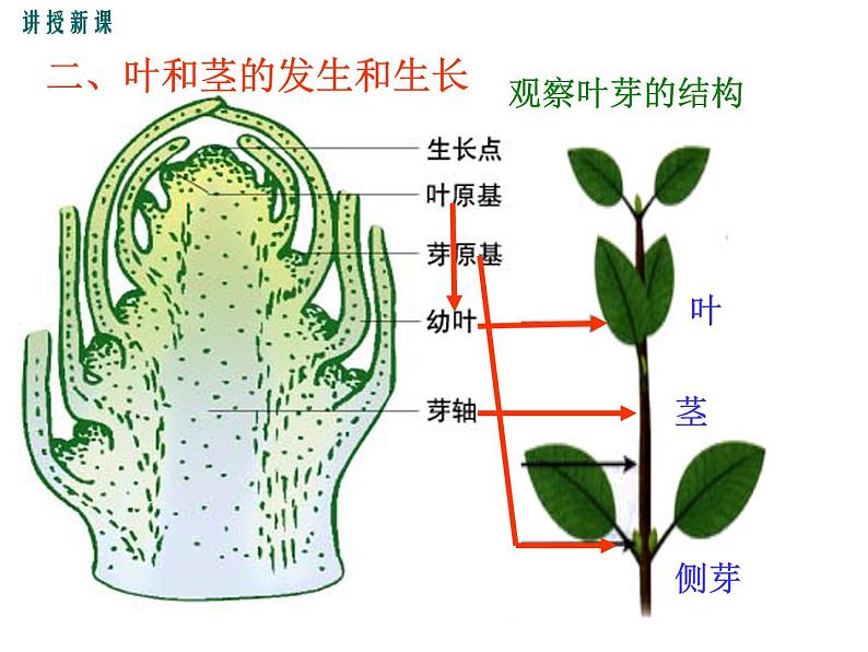 3.6.2  营养器官的生长+课件06