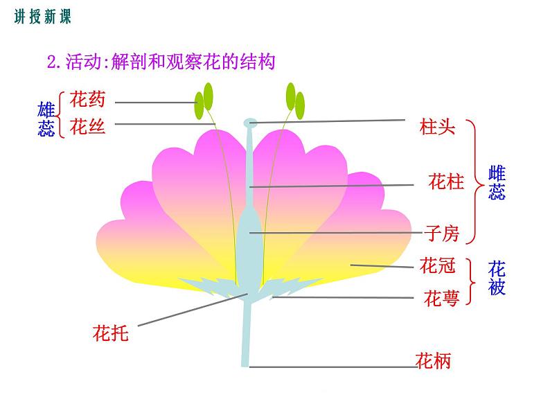 3.6.3  生殖器官的生长+课件05