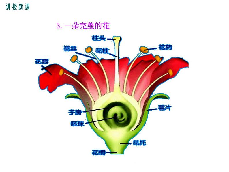 3.6.3  生殖器官的生长+课件06