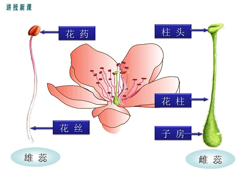 3.6.3  生殖器官的生长+课件07