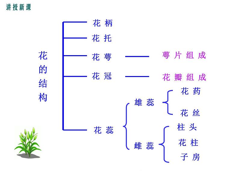 3.6.3  生殖器官的生长+课件08