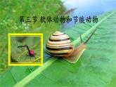 5.1.3软体动物和节肢动物 课件 人教版八年级上册生物（37张ppt）
