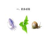 5.1.3软体动物和节肢动物 课件 人教版八年级上册生物（37张ppt）