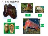 5.1.3软体动物和节肢动物 课件 人教版八年级上册生物（37张ppt）