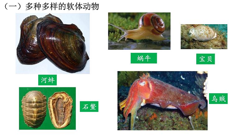 5.1.3软体动物和节肢动物 课件 人教版八年级上册生物（37张ppt）04