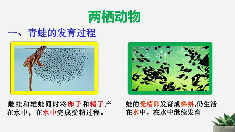 5.1.5两栖动物和爬行动物 课件 人教版八年级上册生物（36张ppt）03