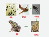 5.1.5两栖动物和爬行动物 课件 人教版八年级上册生物（36张ppt）
