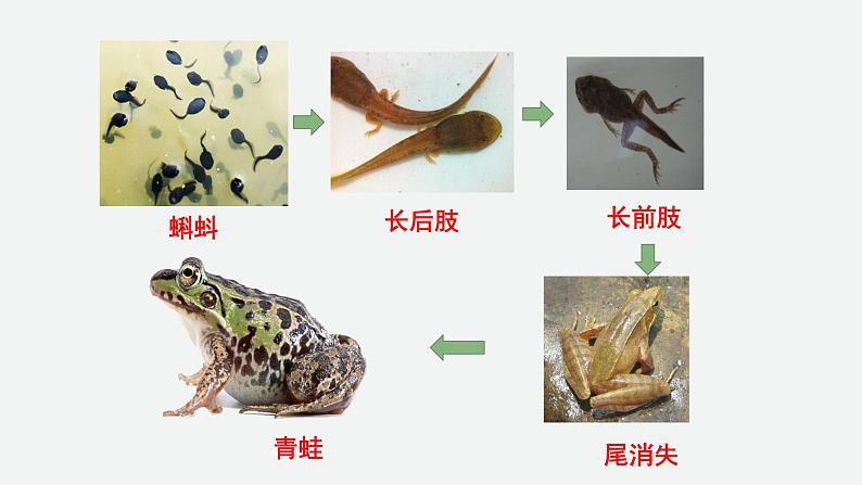 5.1.5两栖动物和爬行动物 课件 人教版八年级上册生物（36张ppt）05