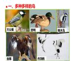 5.1.6鸟 课件 人教版八年级上册生物（22张ppt）