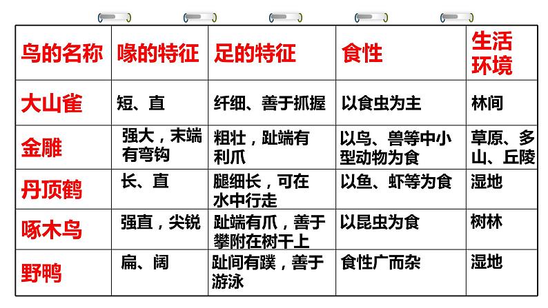 5.1.6鸟 课件 人教版八年级上册生物（22张ppt）05