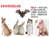 5.1.7哺乳动物 课件 人教版八年级上册生物（24张PPT）