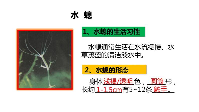 _  5.1.1  腔肠动物和扁形动物 课件 人教版八年级上册生物（34张ppt）06