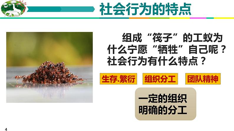 5.2.3 社会行为 课件 人教版八年级上册生物（含视频）04