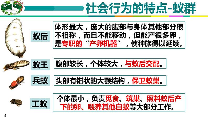 5.2.3 社会行为 课件 人教版八年级上册生物（含视频）05