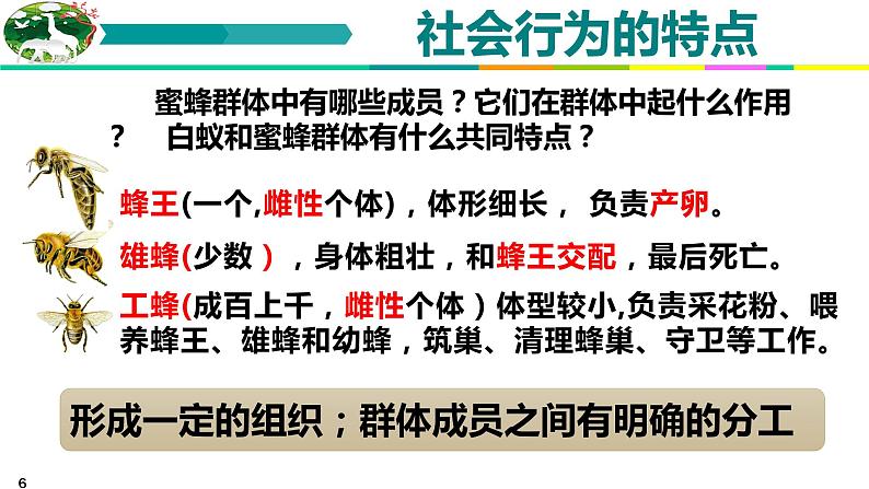 5.2.3 社会行为 课件 人教版八年级上册生物（含视频）06