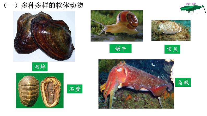 _5.1.3软体动物和节肢动物 课件 人教版八年级上册生物（37张ppt）(等6份资料)04