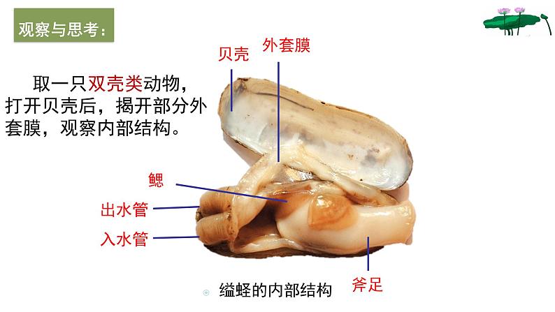 _5.1.3软体动物和节肢动物 课件 人教版八年级上册生物（37张ppt）(等6份资料)07