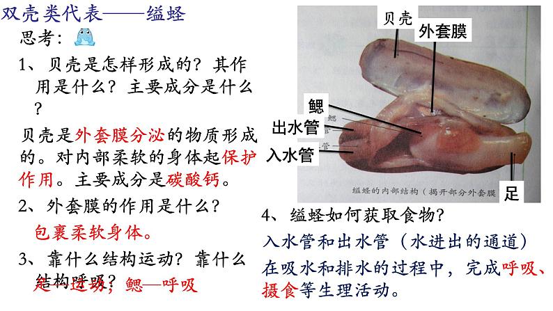 _5.1.3软体动物和节肢动物 课件 人教版八年级上册生物（37张ppt）(等6份资料)08