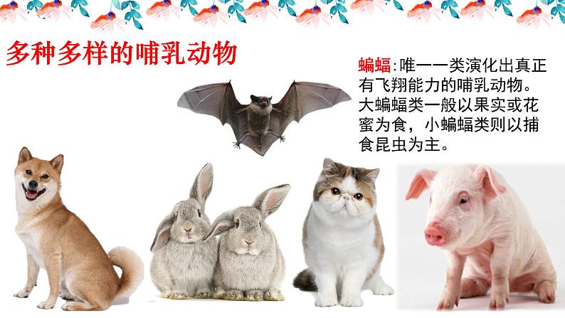 _5.1.3软体动物和节肢动物 课件 人教版八年级上册生物（37张ppt）(等6份资料)03