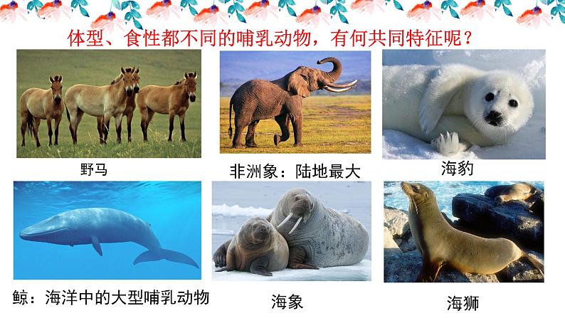 _5.1.3软体动物和节肢动物 课件 人教版八年级上册生物（37张ppt）(等6份资料)04