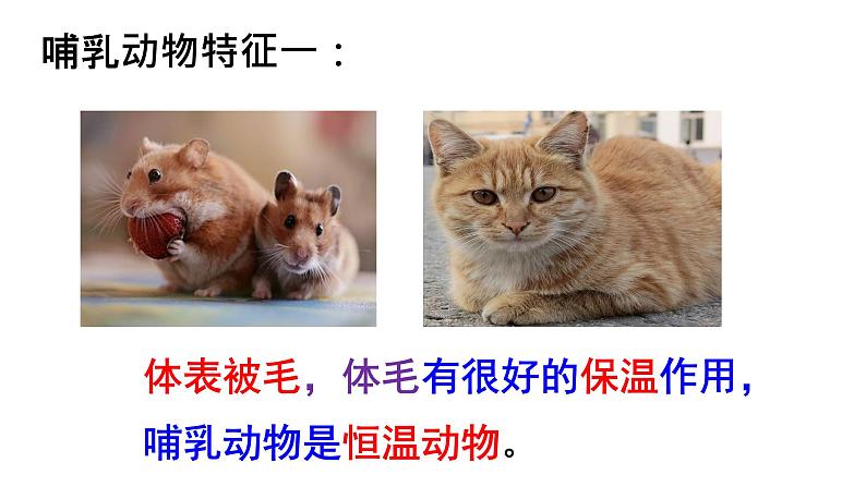 _5.1.3软体动物和节肢动物 课件 人教版八年级上册生物（37张ppt）(等6份资料)06