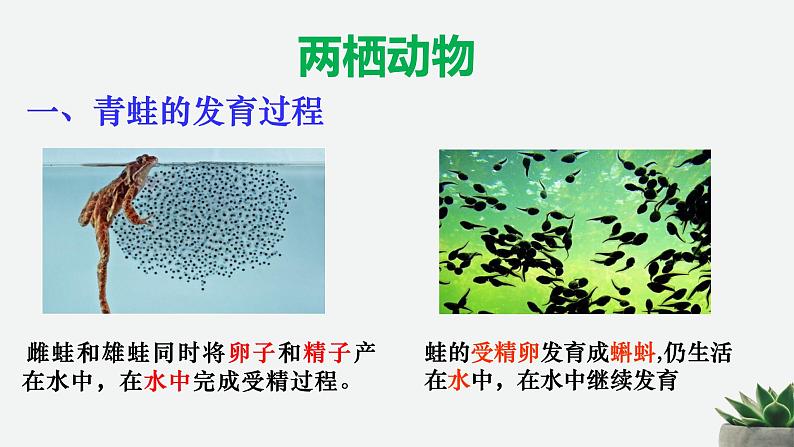 _5.1.3软体动物和节肢动物 课件 人教版八年级上册生物（37张ppt）(等6份资料)03