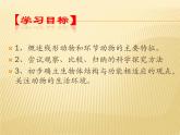 1.2 线形动物和环节动物课件3（47张ppt）新人教版八年级上