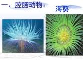 5.1.1腔肠动物和扁形动物共38张PPT