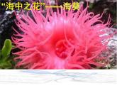 5.1.1腔肠动物和扁形动物共38张PPT