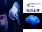 5.1.1腔肠动物和扁形动物共38张PPT