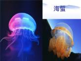 5.1.1腔肠动物和扁形动物共38张PPT