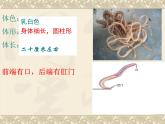 5.1.2线形动物和环节动物（38张PPT）