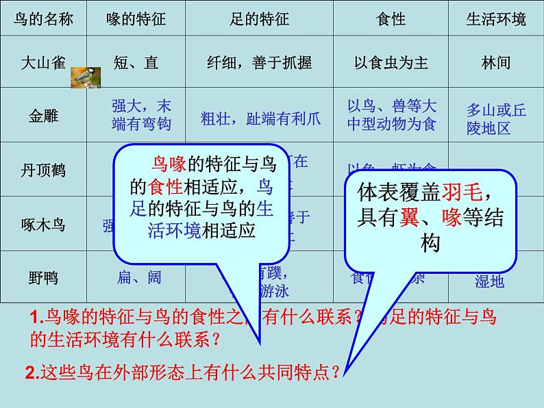 5.1.6鸟共35张PPT第8页