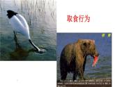 5.2.2先天性行为和学习行为（38张PPT）