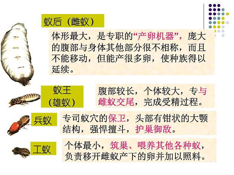 2018年秋人教版生物八年级下册教学课件：  第五单元 第二章 第三节  社会行为05