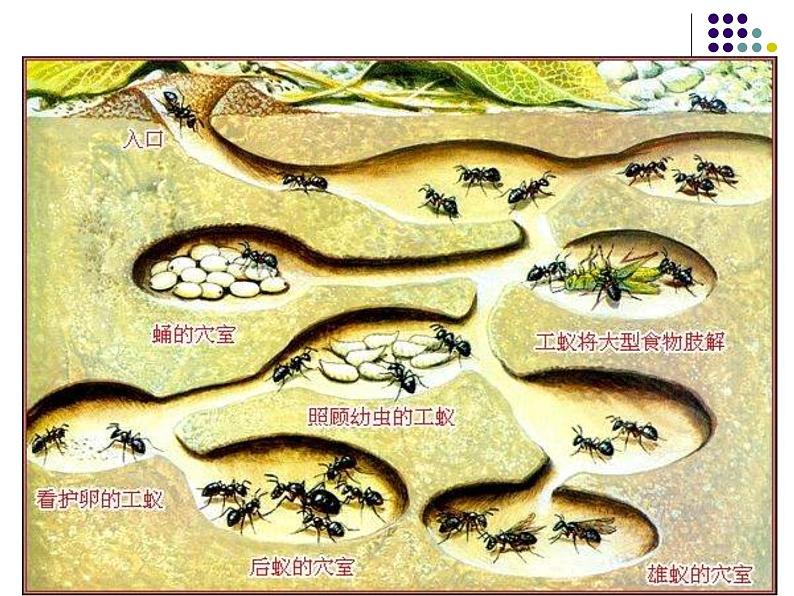 2018年秋人教版生物八年级下册教学课件：  第五单元 第二章 第三节  社会行为06