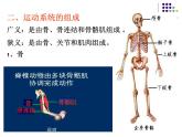 2018年秋人教版生物八年级下册教学课件：  第五单元 第二章 第一节  动物的运动