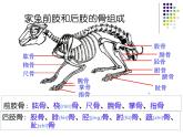2018年秋人教版生物八年级下册教学课件：  第五单元 第二章 第一节  动物的运动