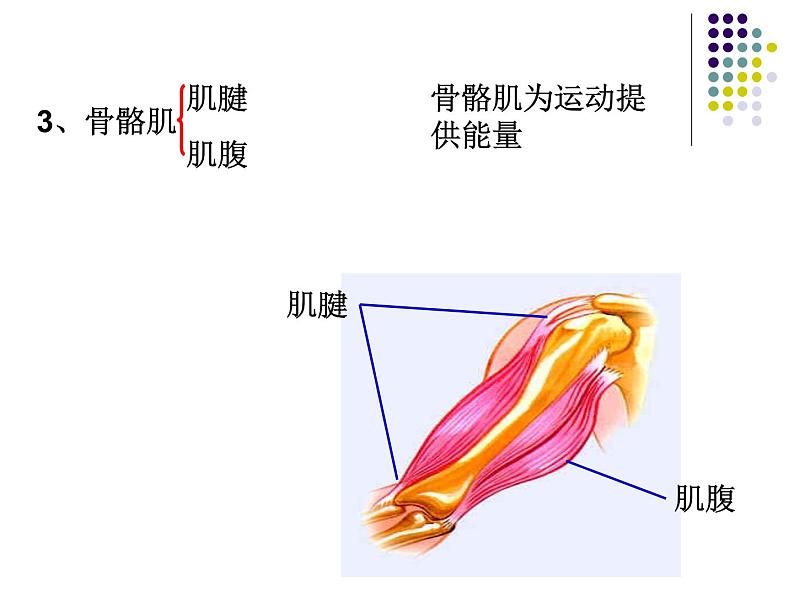 2018年秋人教版生物八年级下册教学课件：  第五单元 第二章 第一节  动物的运动07