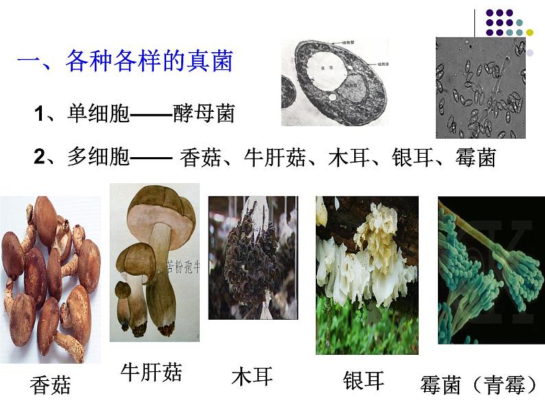 2018年秋人教版生物八年级下册教学课件：  第五单元 第4章 第三节  真菌第2页