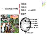 2018年秋人教版生物八年级下册教学课件：  第五单元 第4章 第三节  真菌