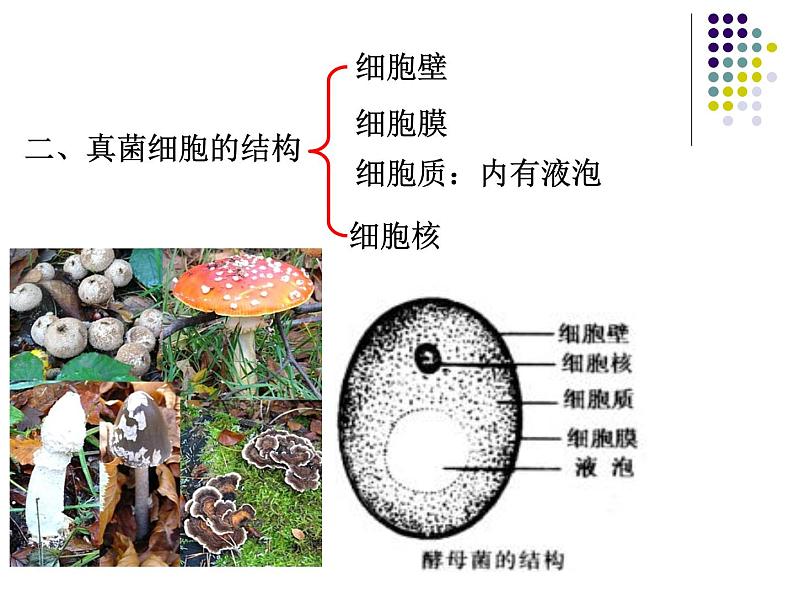 2018年秋人教版生物八年级下册教学课件：  第五单元 第4章 第三节  真菌第3页