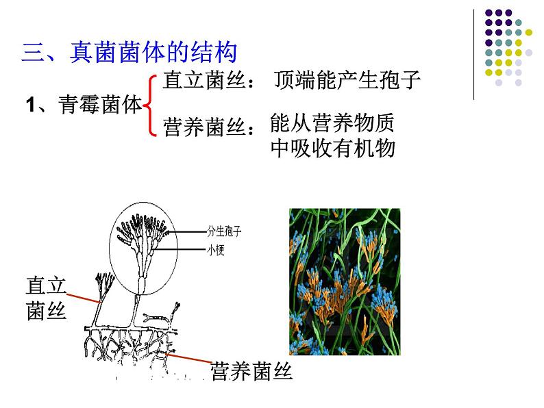 2018年秋人教版生物八年级下册教学课件：  第五单元 第4章 第三节  真菌第4页