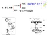 2018年秋人教版生物八年级下册教学课件：  第五单元 第4章 第三节  真菌