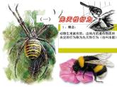 2018年秋人教版生物八年级下册教学课件：  第五单元 第二章 第二节  先天性行为和学习行为