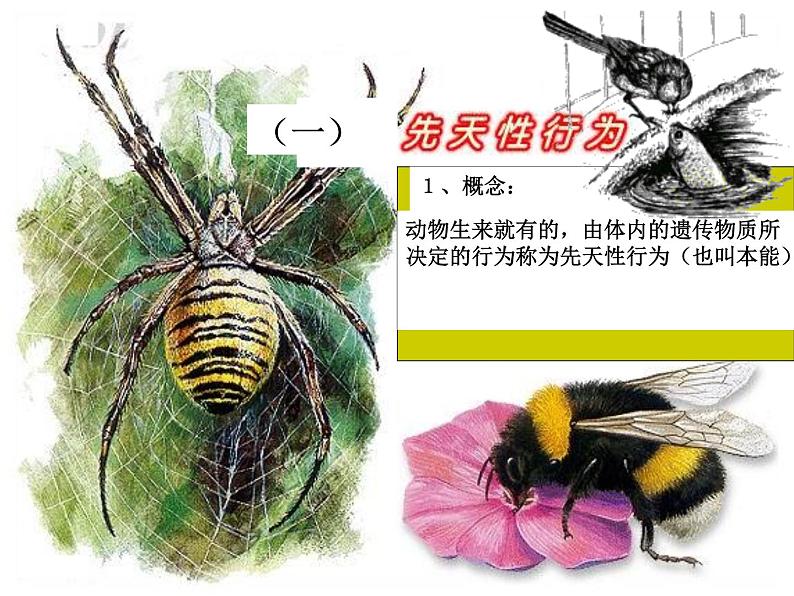 2018年秋人教版生物八年级下册教学课件：  第五单元 第二章 第二节  先天性行为和学习行为第3页