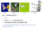 2018年秋人教版生物八年级下册教学课件：  第五单元 第二章 第二节  先天性行为和学习行为